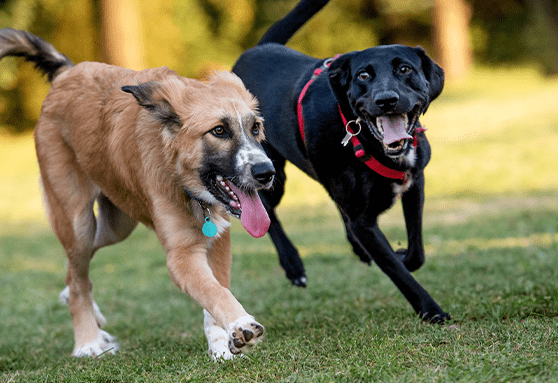 Why is kennel cough so common?