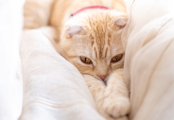 Allergic skin disease: a common cause of redness and itchiness