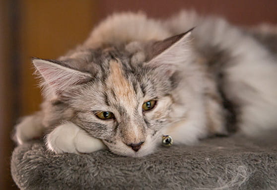 How pain affects behavior