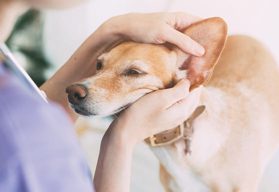 What could cause your young dog to have itchy ears