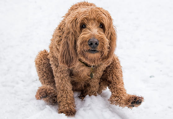 Butt-scooting: is it parasites?