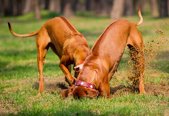 Wild animals in the yard: should I be worried?