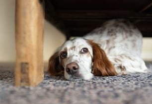 pain affects behavior