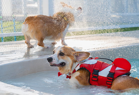 Is swimming safe for young dogs?