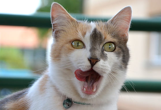 Why does my young cat have bad breath?