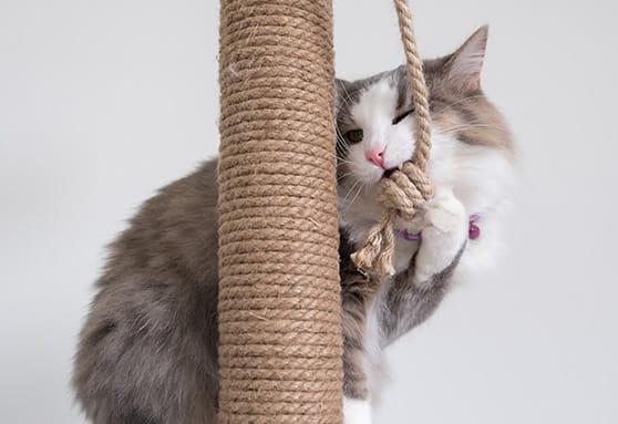 How many teeth does my young cat have?