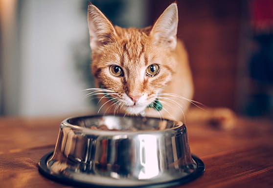 Understanding your young cat’s taste buds
