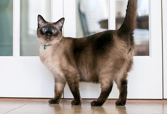 How does your young cat communicate with their tail?