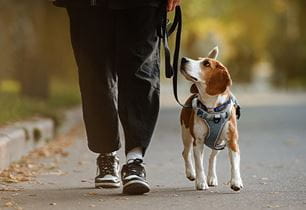 puppy leash walking