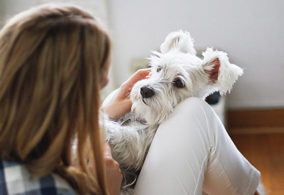 Can puppies get pimples? Learn how to spot dermatitis