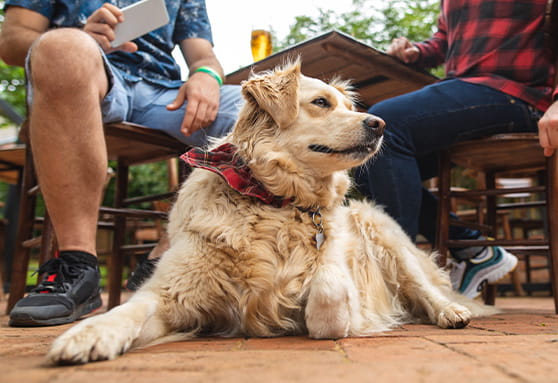 How to socialize shy and introverted young dogs