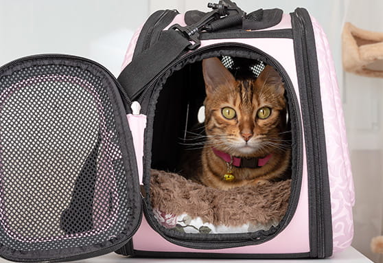 Tips for reducing travel stress with young cats