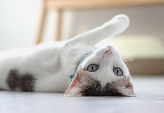 Why young cats need blood work