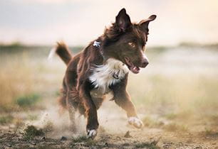 growing healthy puppy