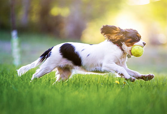 dog activity