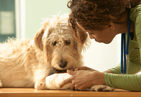 What to do if your puppy is limping