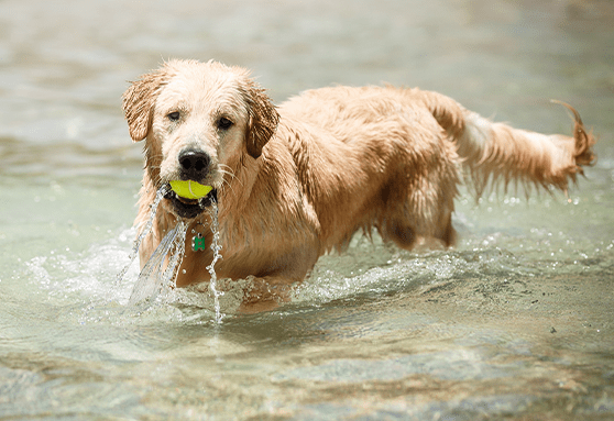 Ready, set, go! Ramp up your puppy's exercise routine