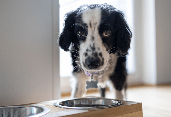 Switching your puppy to adult food