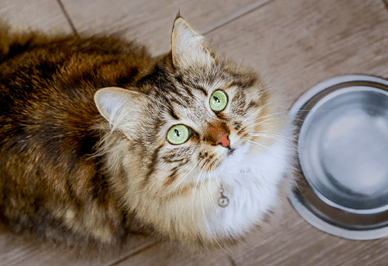 Need to slow it down? Ways to get your kitten to eat slowly