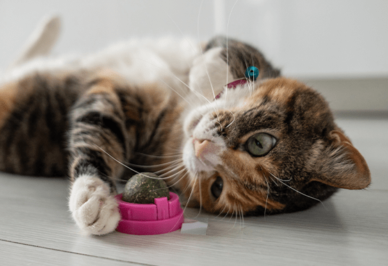 Is my kitten high on catnip?