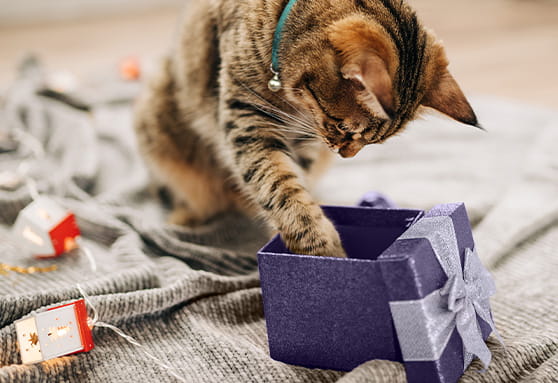 Happy first birthday!