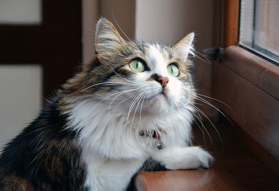 young long haired cat looking up out the window