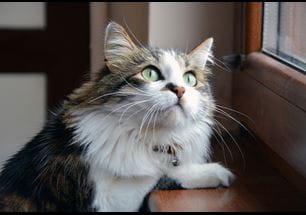 kitten vaccine schedule