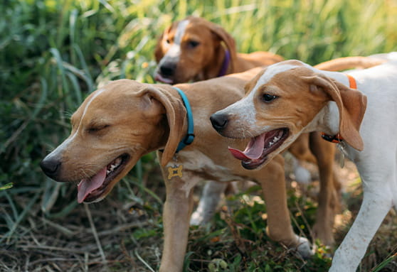 Puppy vaccine schedule