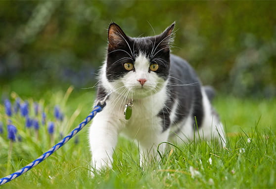 Parasite prevention: making sure your young cat is fully covered
