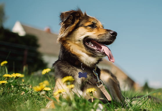 Why does my puppy need a heartworm test?