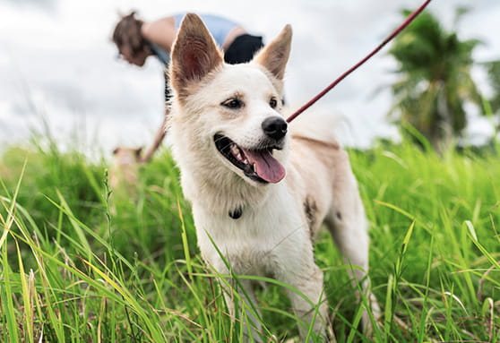 Parasite prevention: making sure your dog is fully covered