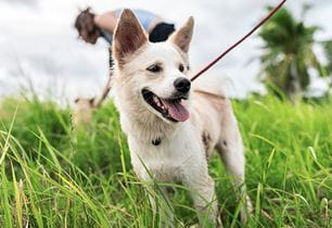 puppy parasites