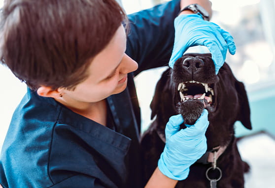 Your dog’s first dental cleaning
