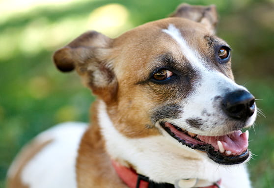 It’s not just puppy breath anymore. My dog’s breath stinks!