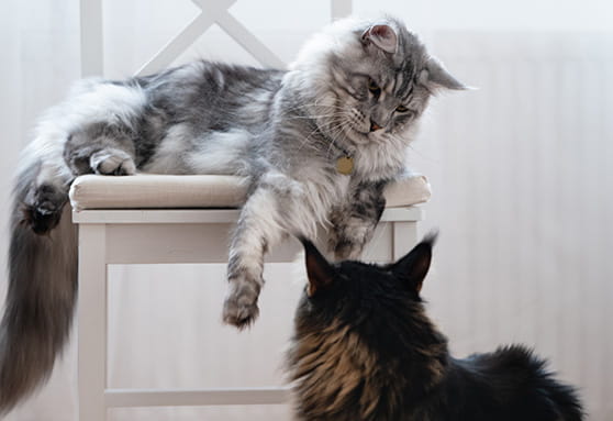 Managing cat spats: When the resident cats don’t get along