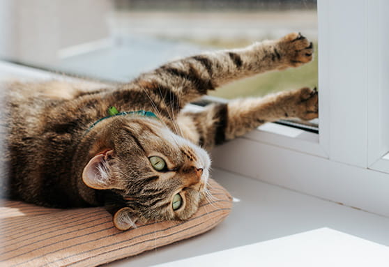 That’s not rice on your cat’s backside…it could be tapeworms