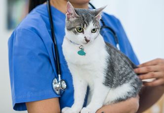 kitten annual wellness exams