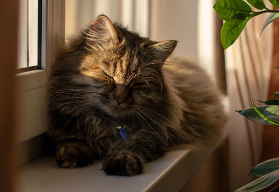 My young cat keeps squinting. What’s that mean?