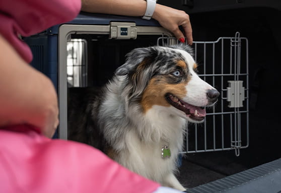 Stress-free veterinary visits
