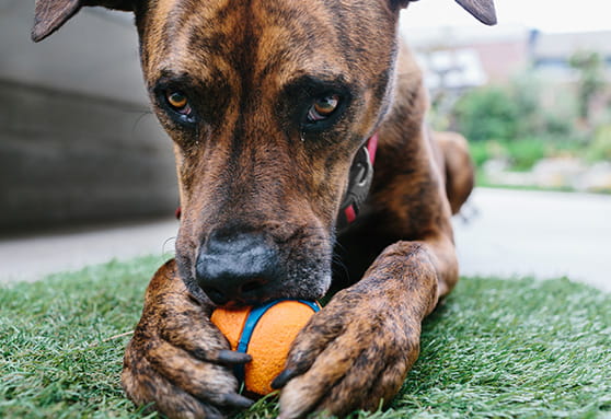 I thought they’d grow out of chewing things...