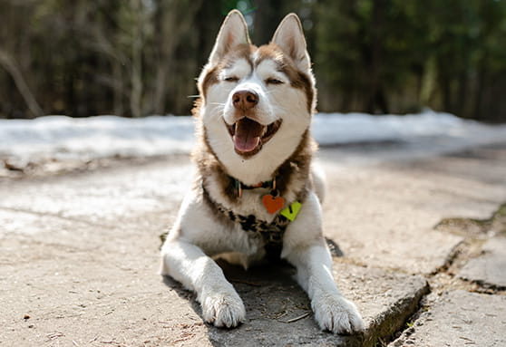 Which to pick: 1-year or 3-year rabies vaccines