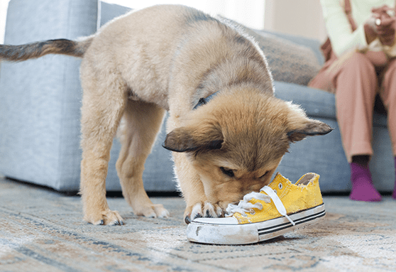 Call the tooth fairy—your puppy is teething!