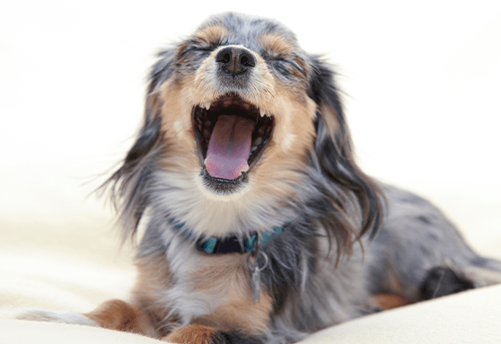 My puppy still has baby teeth