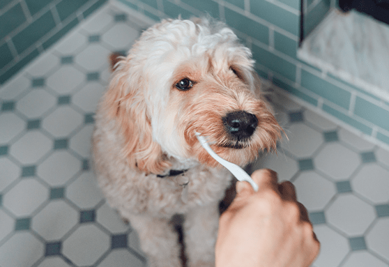 Brushing teeth is not just for people