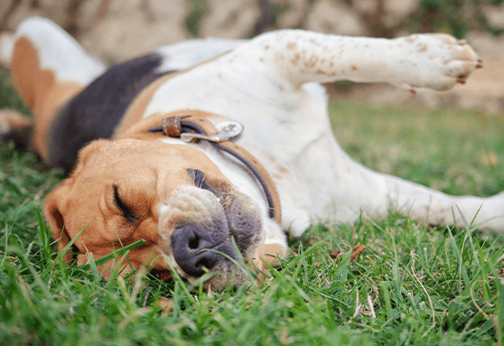 What are puppy warts?