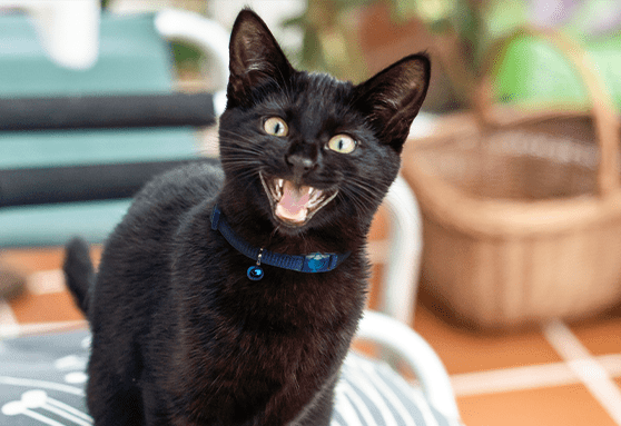 Why is my kitten yowling so much?