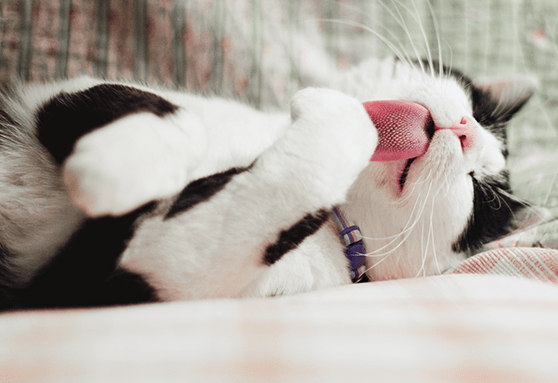 Why do cats have rough tongues?