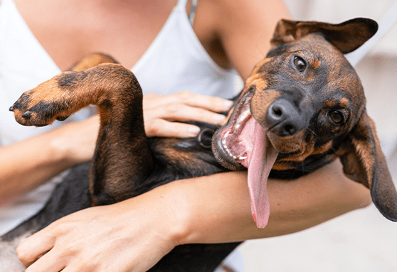 How to choose dental chews, dental treats and water additives