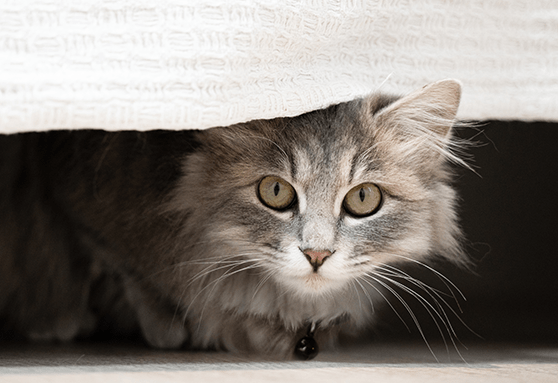 Hide-and-seek: Is your kitten doing more hiding than seeking?
