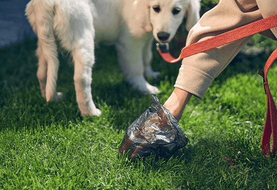 The colors of poop and environmentally friendly ways to scoop it
